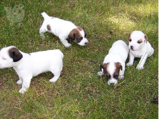 Jack Russell κουτάβια